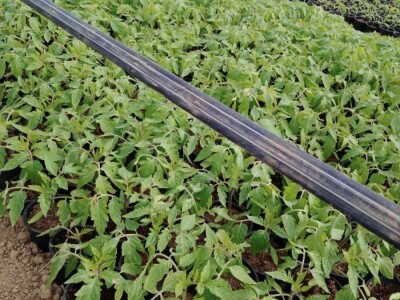 Adnan Hadžalić: Ne pristajemo na hemijske preparate, samo organska proizvodnja