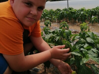 Adnan Hadžalić: Ne pristajemo na hemijske preparate, samo organska proizvodnja