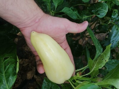 Adnan Hadžalić: Ne pristajemo na hemijske preparate, samo organska proizvodnja