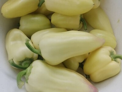 Adnan Hadžalić: Ne pristajemo na hemijske preparate, samo organska proizvodnja