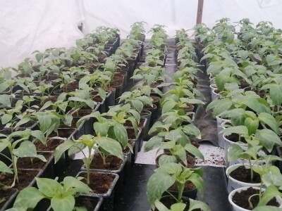 Adnan Hadžalić: Ne pristajemo na hemijske preparate, samo organska proizvodnja