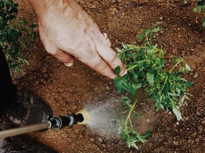 Adnan Hadžalić: Ne pristajemo na hemijske preparate, samo organska proizvodnja