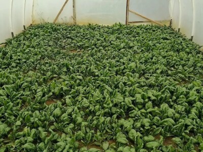 Adnan Hadžalić: Ne pristajemo na hemijske preparate, samo organska proizvodnja