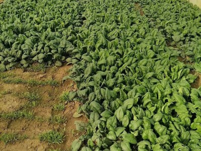 Adnan Hadžalić: Ne pristajemo na hemijske preparate, samo organska proizvodnja