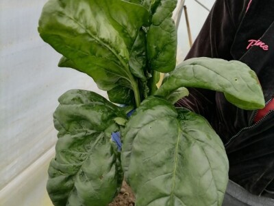 Adnan Hadžalić: Ne pristajemo na hemijske preparate, samo organska proizvodnja