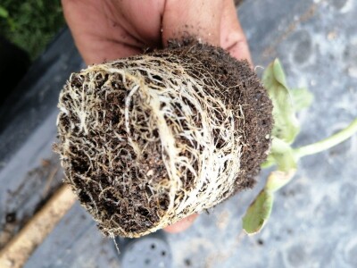 Adnan Hadžalić: Ne pristajemo na hemijske preparate, samo organska proizvodnja