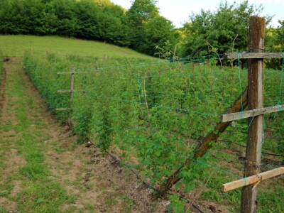 Adnan Merdžić najmalađi proizvodžač maline u srebreničkoj regiji Adnan Merdžić najmalađi proizvodžač maline u srebreničkoj regiji