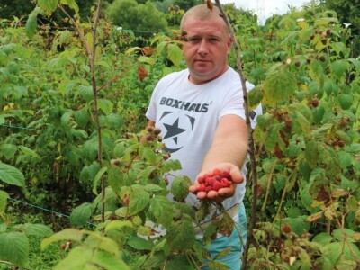 Adnan Merdžić najmalađi proizvodžač maline u srebreničkoj regiji Adnan Merdžić najmalađi proizvodžač maline u srebreničkoj regiji