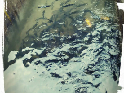 Proširio posao s ribama - nudi i dimljenu pastrmku! Proširio posao s ribama - nudi i dimljenu pastrmku!