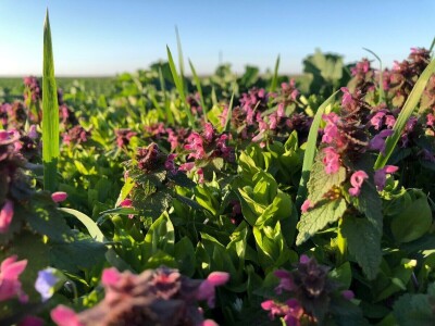 Navodnjavanje, Osječko-baranjska županija