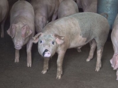 Afrička kufa svinja Afrička kufa svinja
