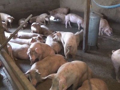 Afrička kufa svinja Afrička kufa svinja