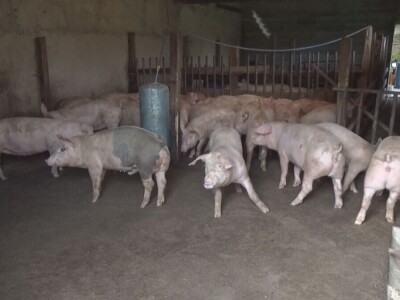 Afrička kufa svinja Afrička kufa svinja