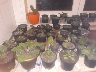 Afričke ljubičice Seada Elezovića