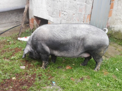 Crna slavonska svinja fajferica