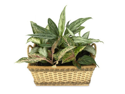 Aglaonema i difenbahija Aglaonema i difenbahija