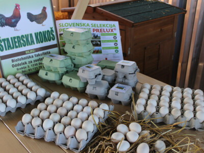 Štajerska kokoš, jaja