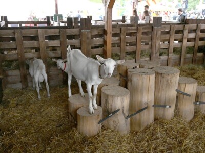 AGRA 2022, Gornja Radgona