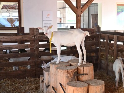 AGRA 2023, Gornja Radgona