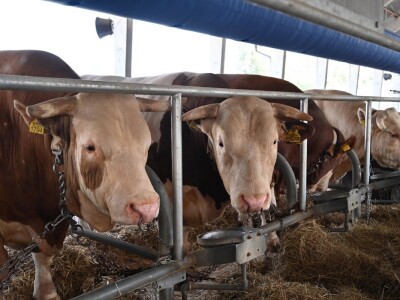 AGRA 2023, Gornja Radgona