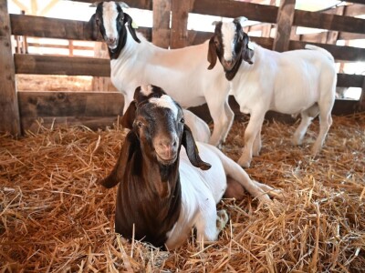 AGRA 2023, Gornja Radgona