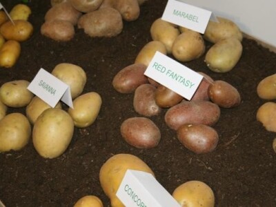 Red Fantasy sorta krumpira