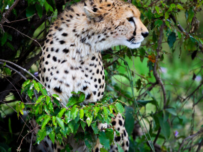 Agrarni novinari u Keniji