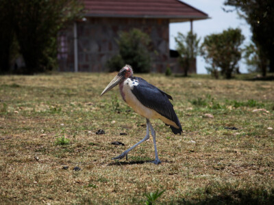 Agrarni novinari u Keniji