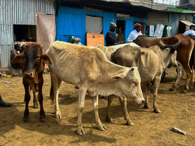 Agrarni novinari u Keniji