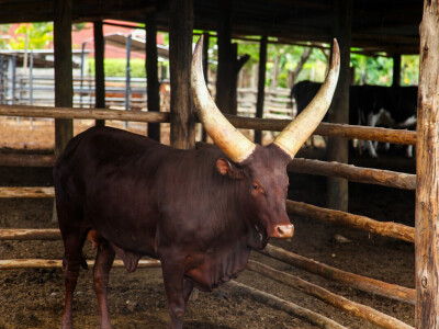 Agrarni novinari u Keniji