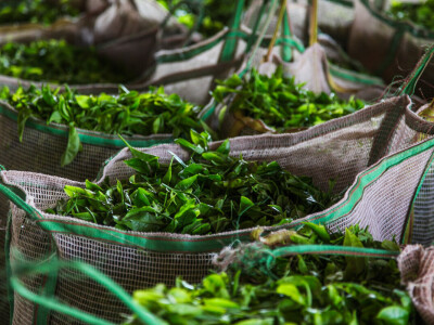 Agrarni novinari u Keniji