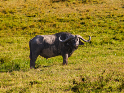 Agrarni novinari u Keniji