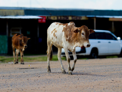 Agrarni novinari u Keniji