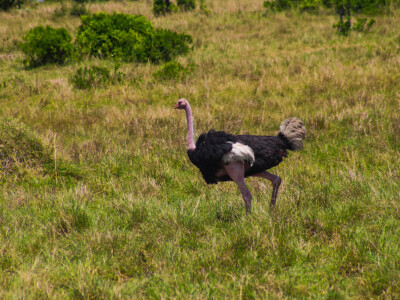 Agrarni novinari u Keniji