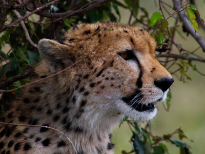 Agrarni novinari u Keniji