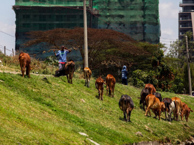 Agrarni novinari u Keniji