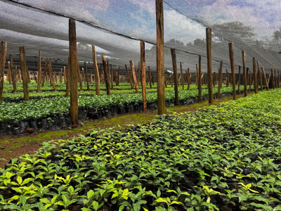 Agrarni novinari u Keniji