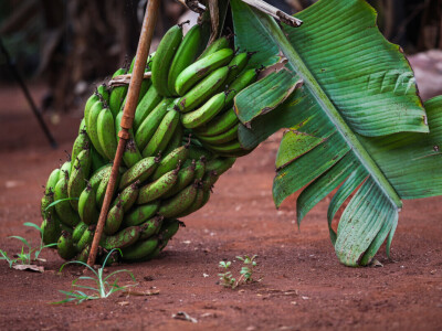 Agrarni novinari u Keniji