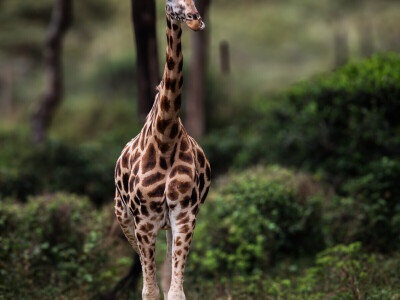 Agrarni novinari u Keniji