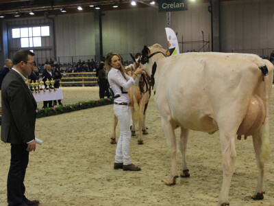 Pažljivo oko sudaca