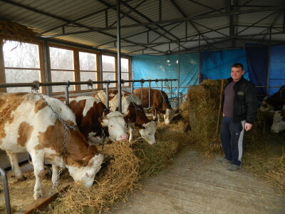 Povećali bi broj goveda ali nemamo sredstava