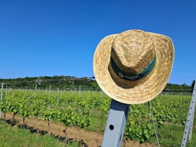 Agrifest 2025 Feričanci Galerija