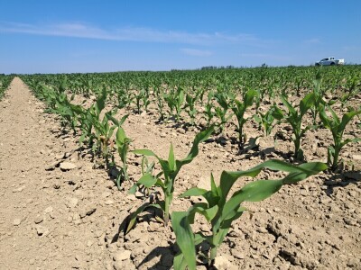 Agrifest 2025 Feričanci Galerija