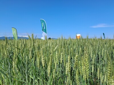 Agrifest 2025 Feričanci Galerija