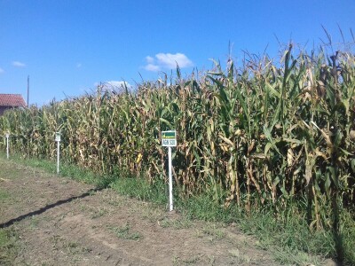 Agrigenetics i American genetics