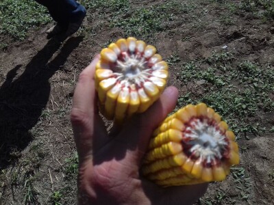 Agrigenetics i American genetics