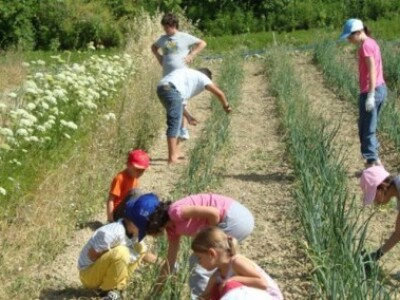 Agrikultura - detalj eko-proizvodnje na talijanskom imanju