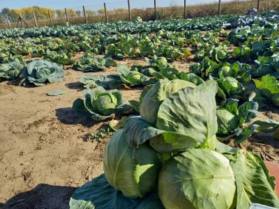 Agrimatco: Dani polja 2022. - Čelarevo