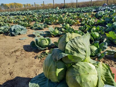 Agrimatco: Dani polja 2022. - Čelarevo