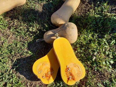 Agrimatco: Dani polja 2022. - Čelarevo